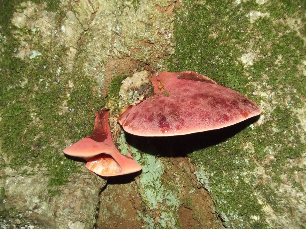 Beefsteak Fungus, photograph 1 of 1