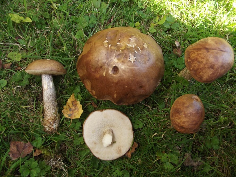 Brown Birch Bolete, photograph 1 of 1