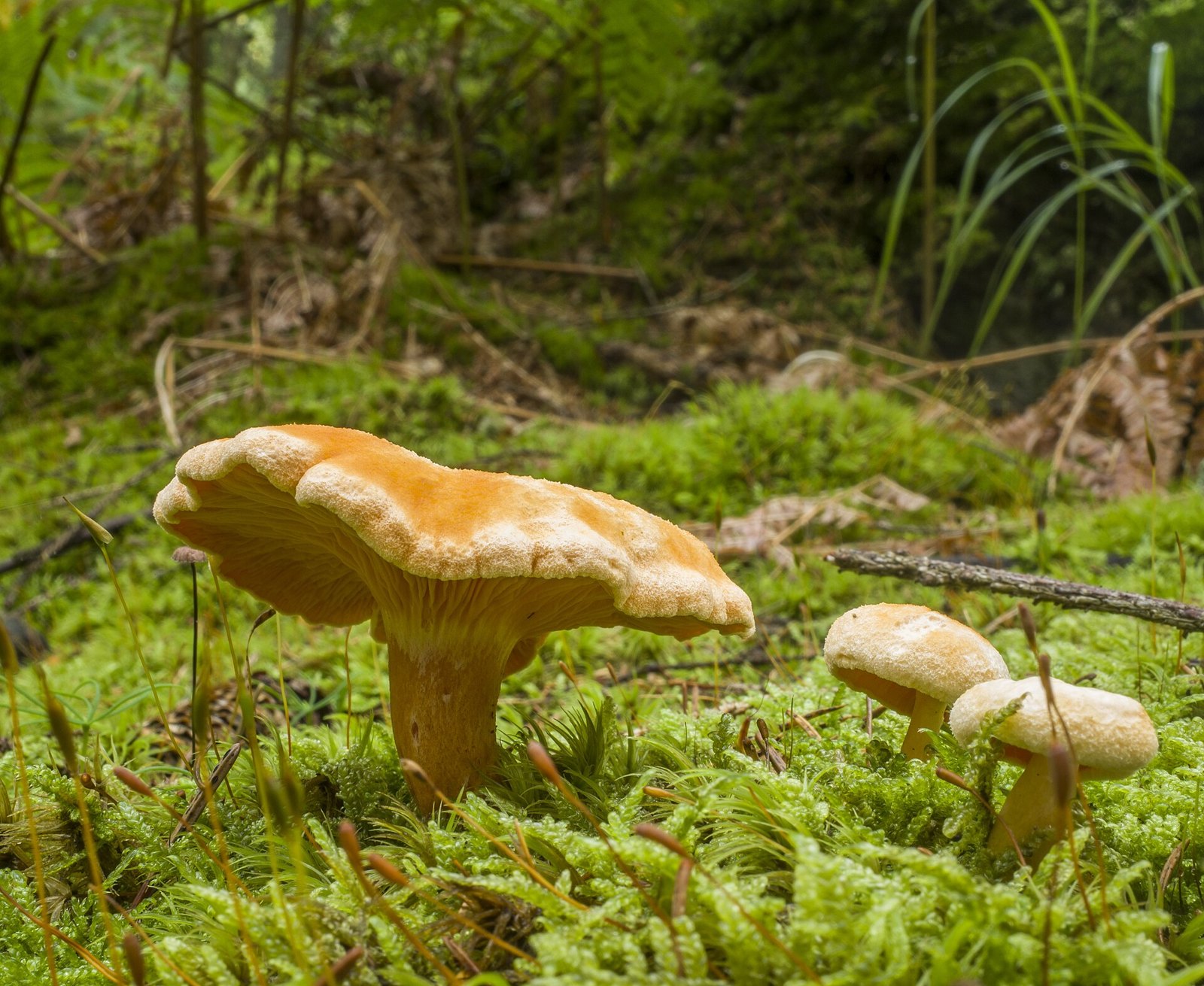 False Chanterelle (Hygrophoropsis aurantiaca)