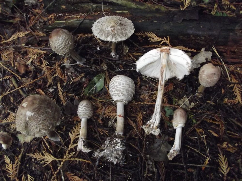 Conifer Parasol in the field