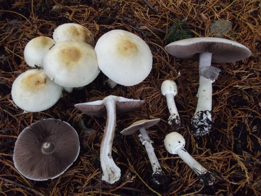 Wood Mushroom, photograph 1 of 1