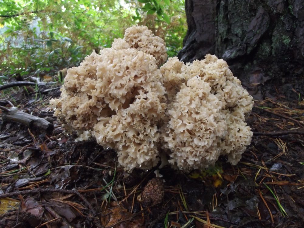 Cauliflower Fungus in the field