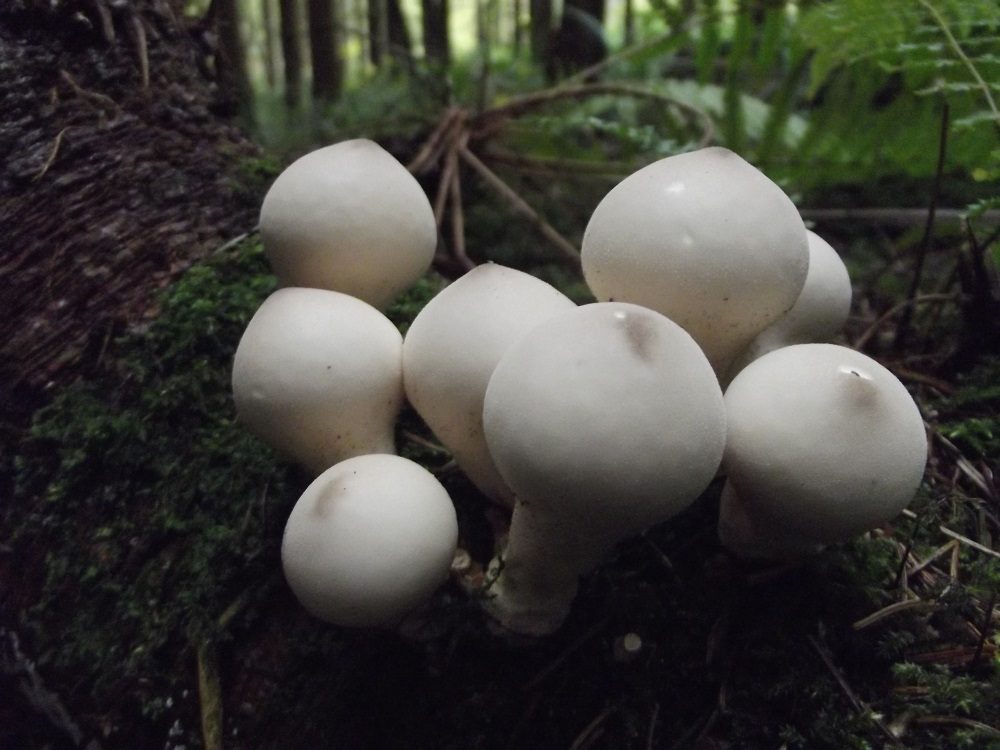 Stump Puffball, photograph 1 of 1