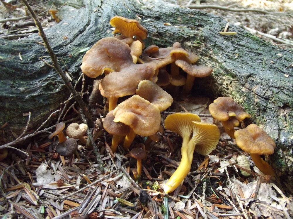 Winter Chanterelle in the field