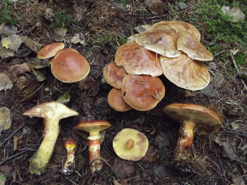 Larch Bolete, photograph 1 of 1