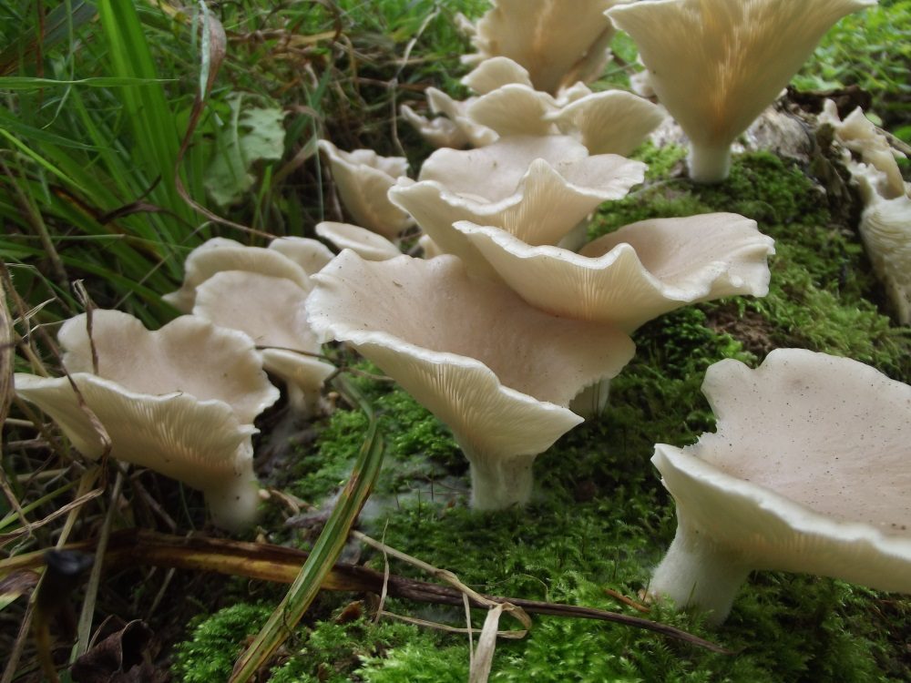Oyster Mushroom in the field
