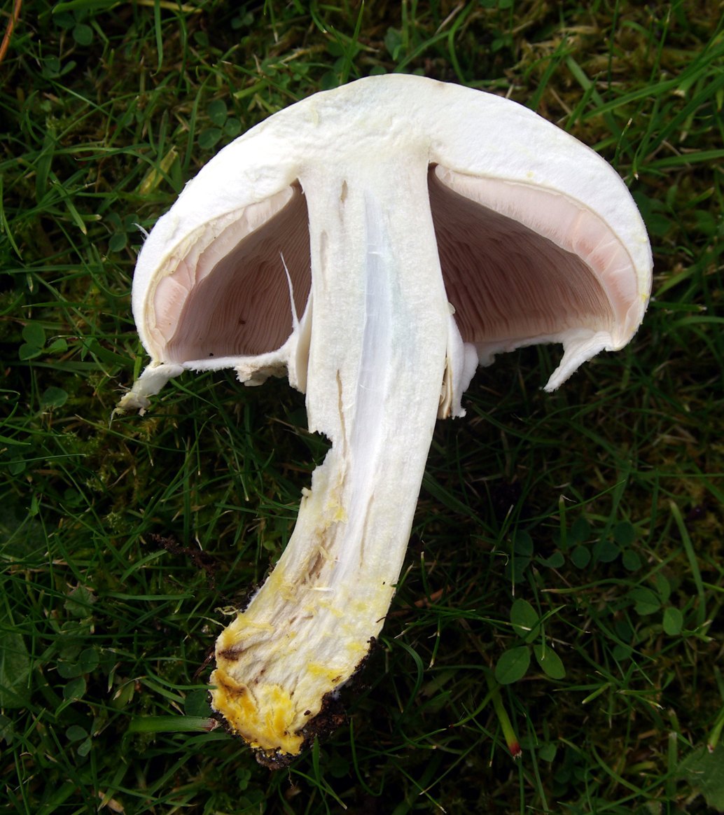 Yellow Stainer in the field