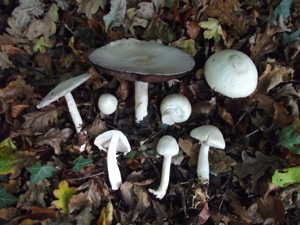 Horse Mushroom in the field