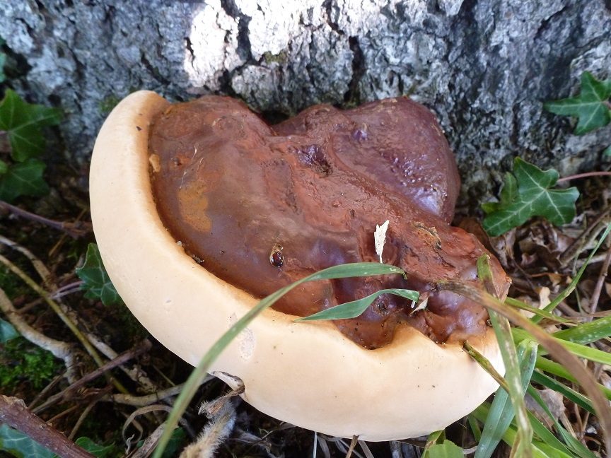 Reishi / Lacquered Bracket, photograph 1 of 1