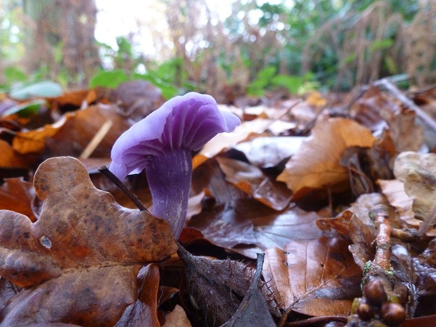 Amethyst Deceiver in the field