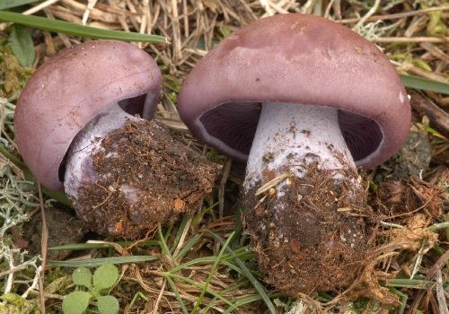 Wood Blewit in the field