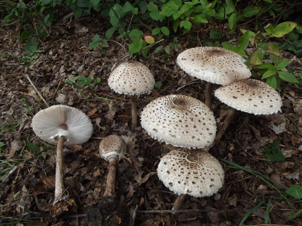 Parasol Mushroom in the field