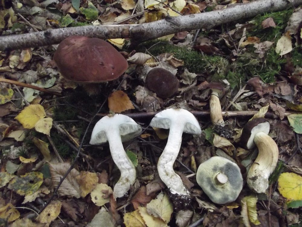 Bay Bolete in the field