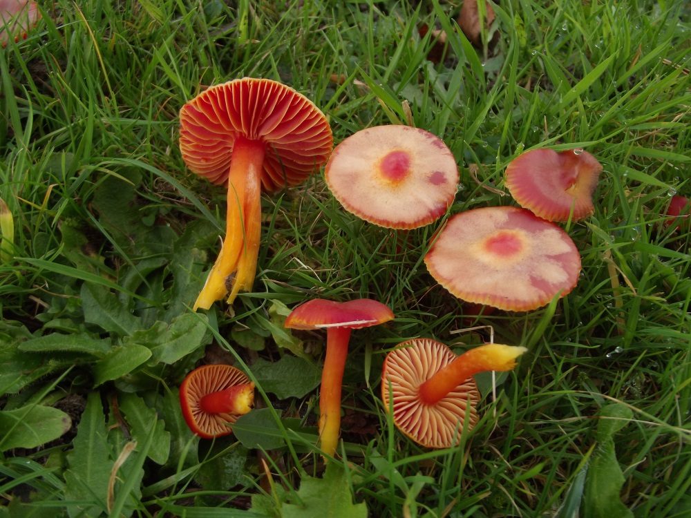 Scarlet Waxcap, photograph 1 of 1