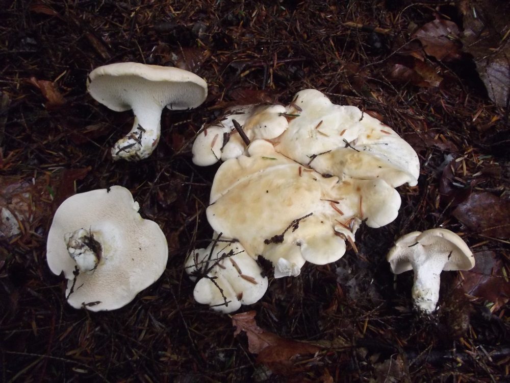 Hedgehog Fungus in the field