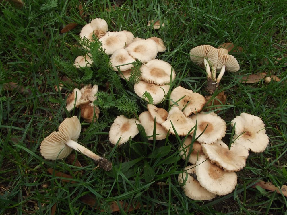 Fairy Ring Champignon, photograph 1 of 1