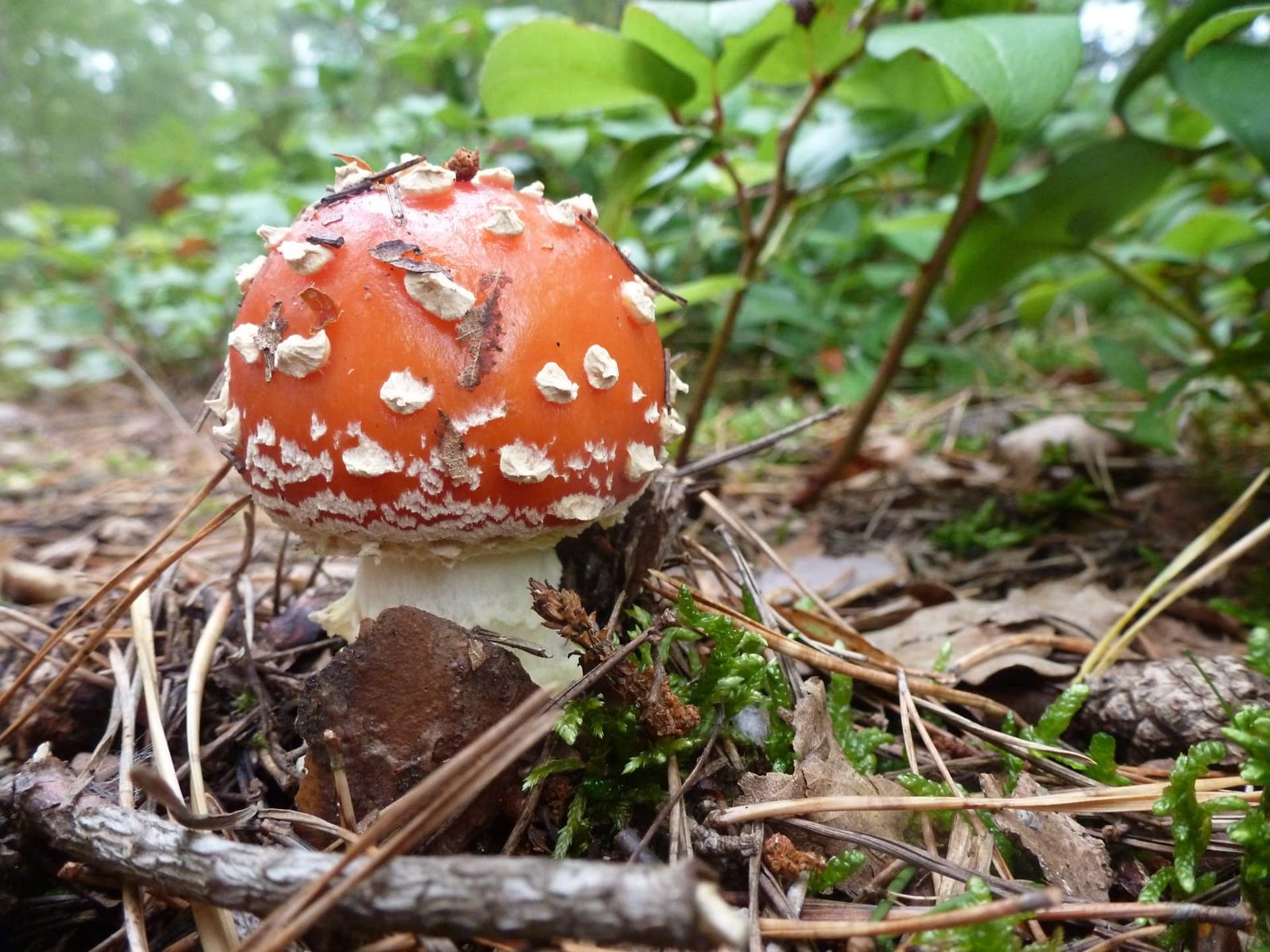 Fly Agaric in the field