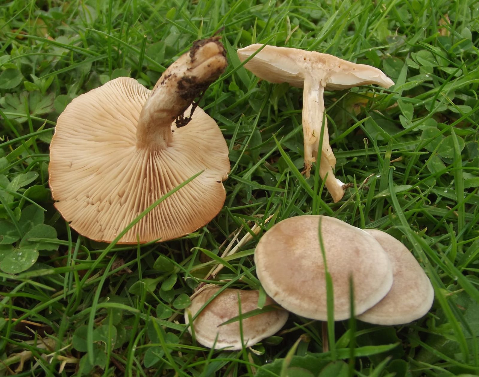 Fool's Funnel, photograph 1 of 1
