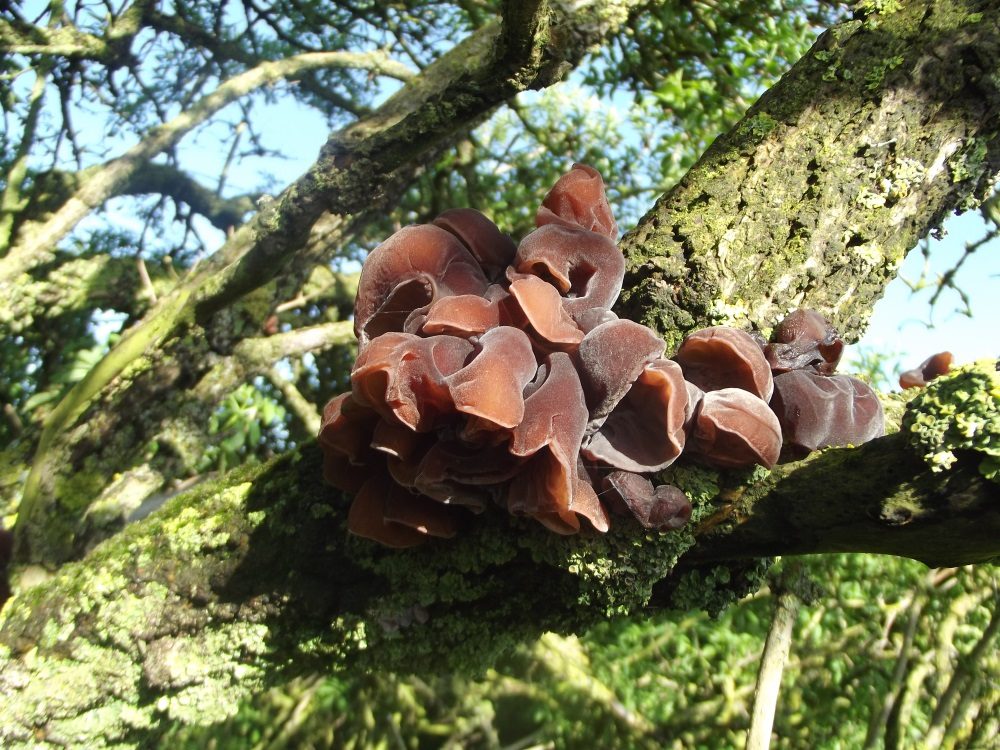 Jelly Ear in the field