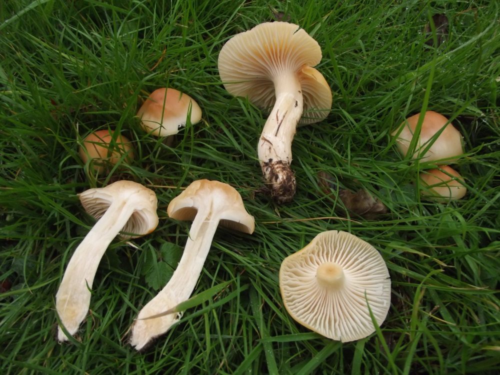 Meadow Waxcap, photograph 1 of 1