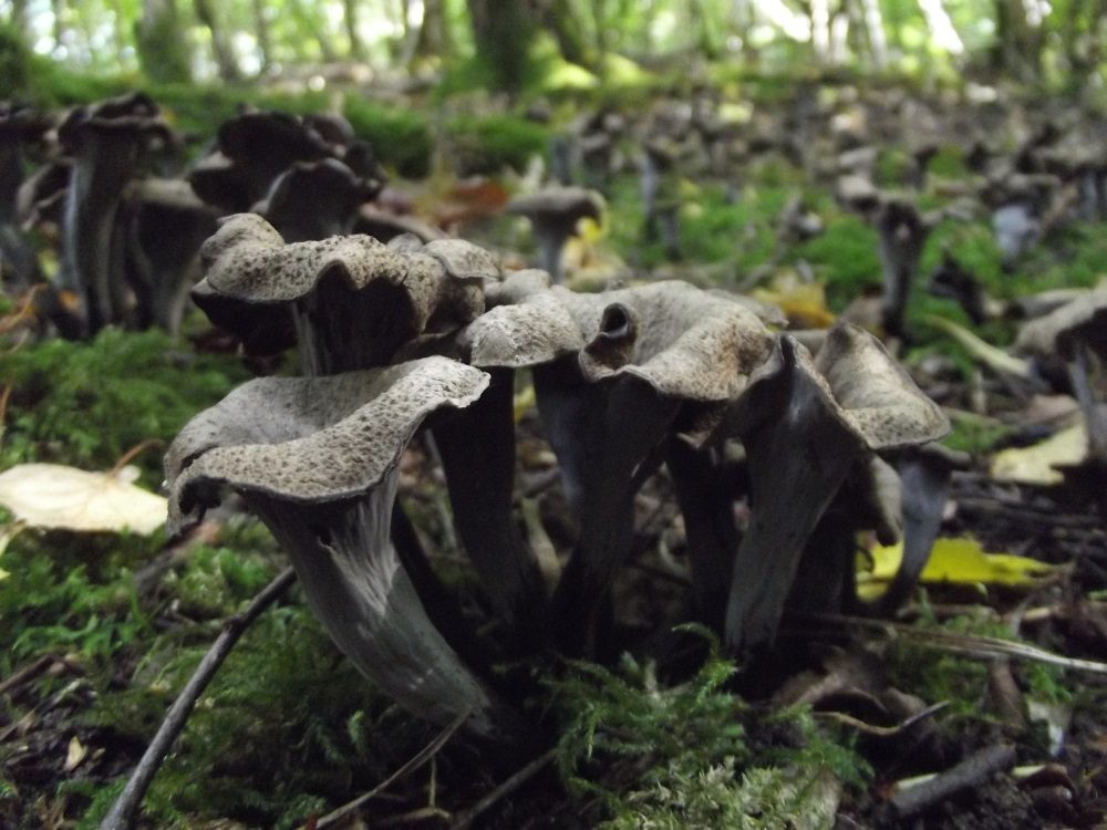 Horn of Plenty, photograph 1 of 1