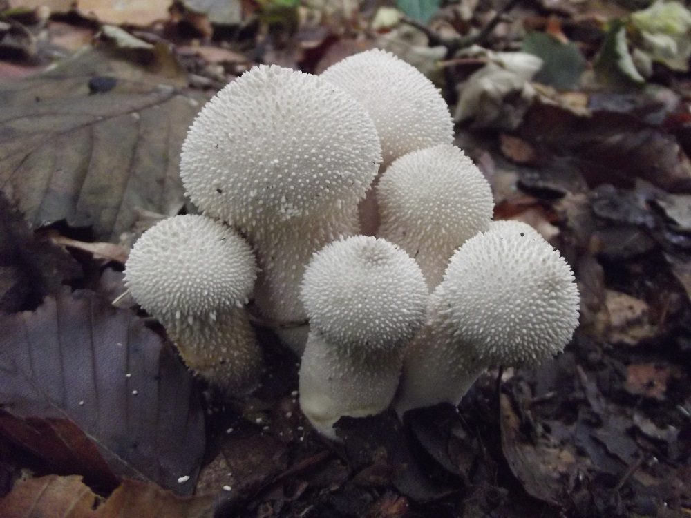 Common Puffball, photograph 1 of 1
