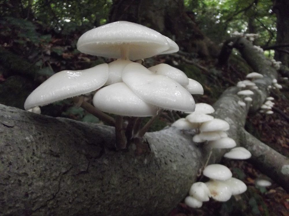 Porcelain Fungus, photograph 1 of 1
