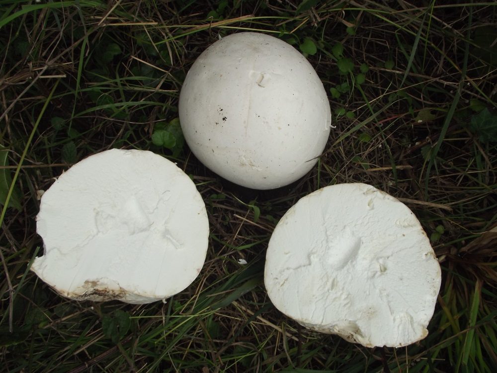 Giant Puffball in the field