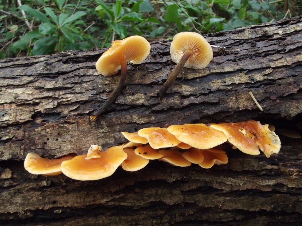 Velvet Shank in the field
