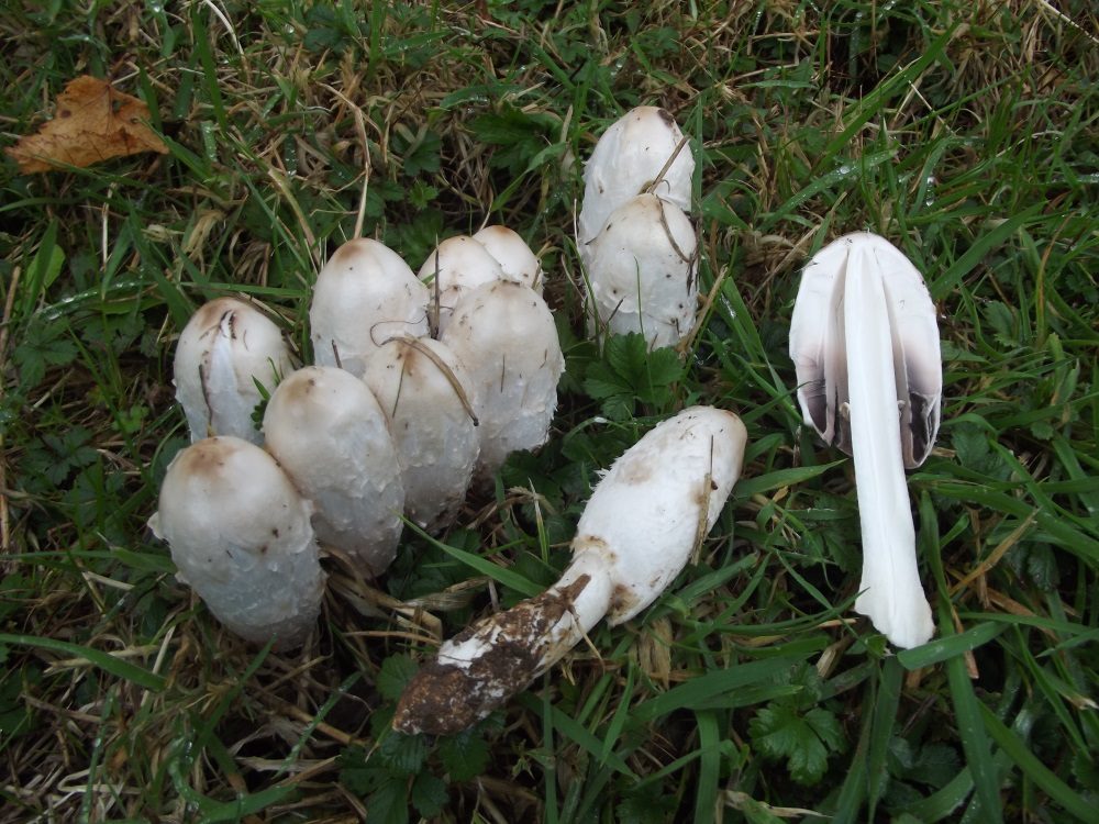 Shaggy Inkcap in the field